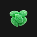 Spearmint Jelly Leaves — Soft Mint Jelly Candy